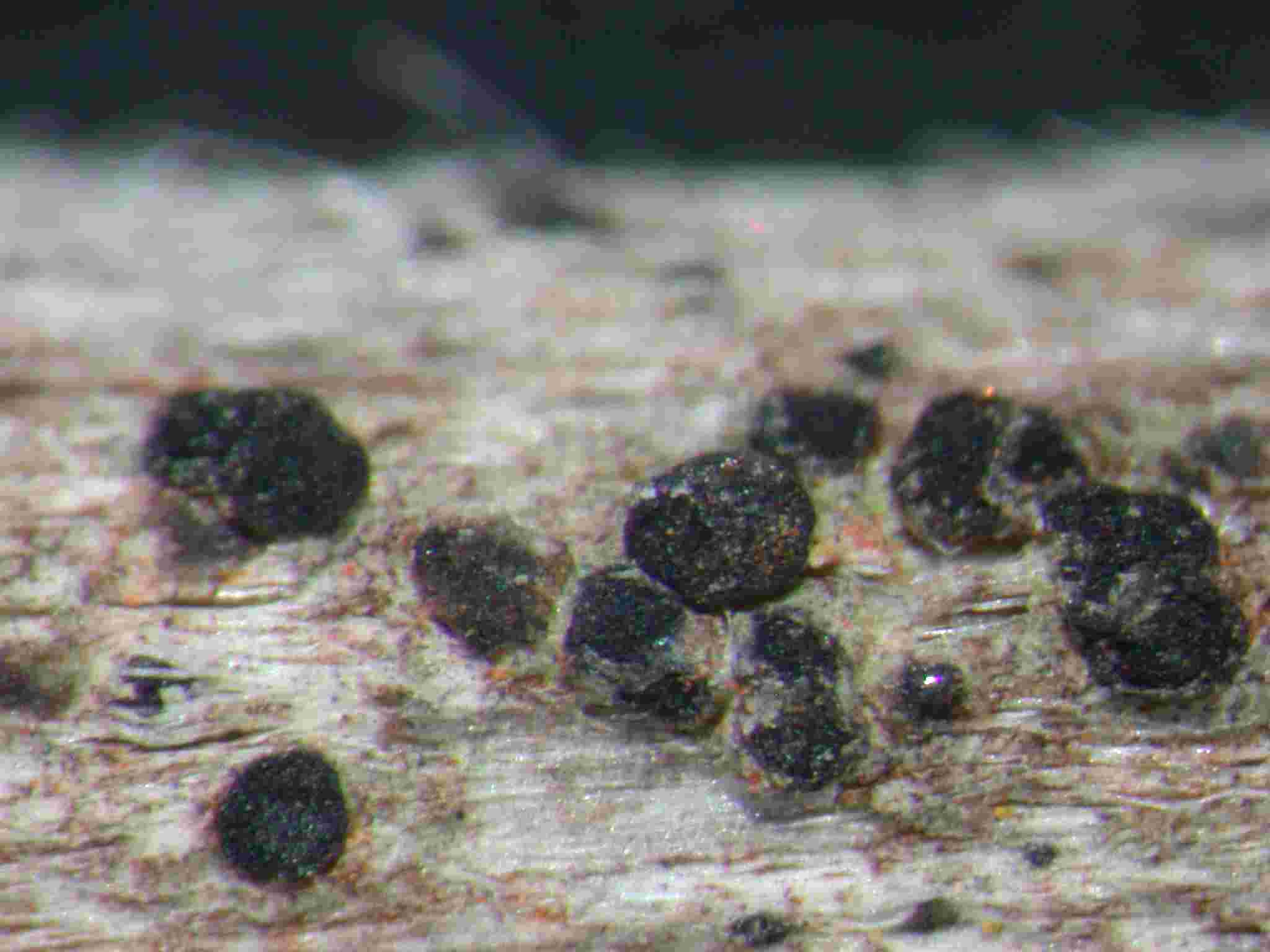 [Rinodina anomala]